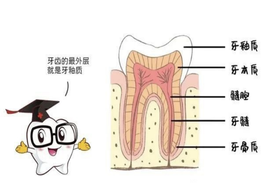 牙齿再生技术前沿探索与小巷牙科神秘故事揭秘