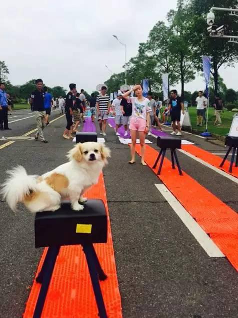 天天酷跑赛道王者，揭秘2017最新角色变化，成为英雄之路