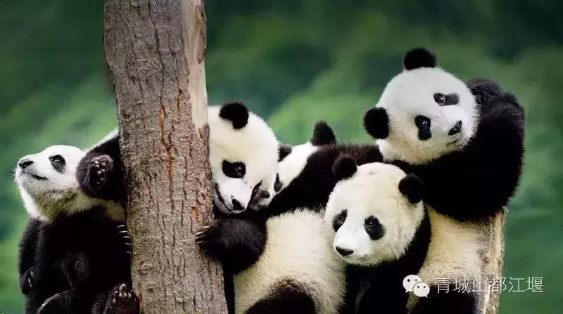 都江堰最新招聘探秘，小巷深处的独特工作机遇