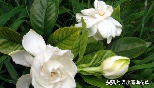 时代背景下的花卉经济变迁，栀子花价格最新动态